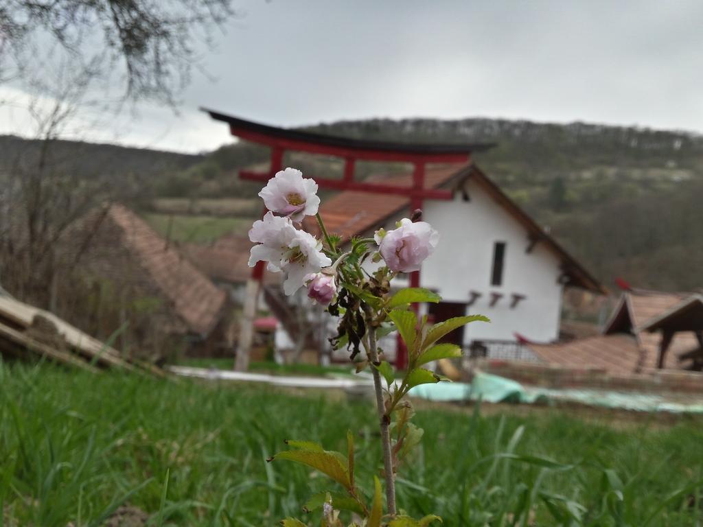Casa Lily - Japanese Retreat Hotell Sighişoara Exteriör bild